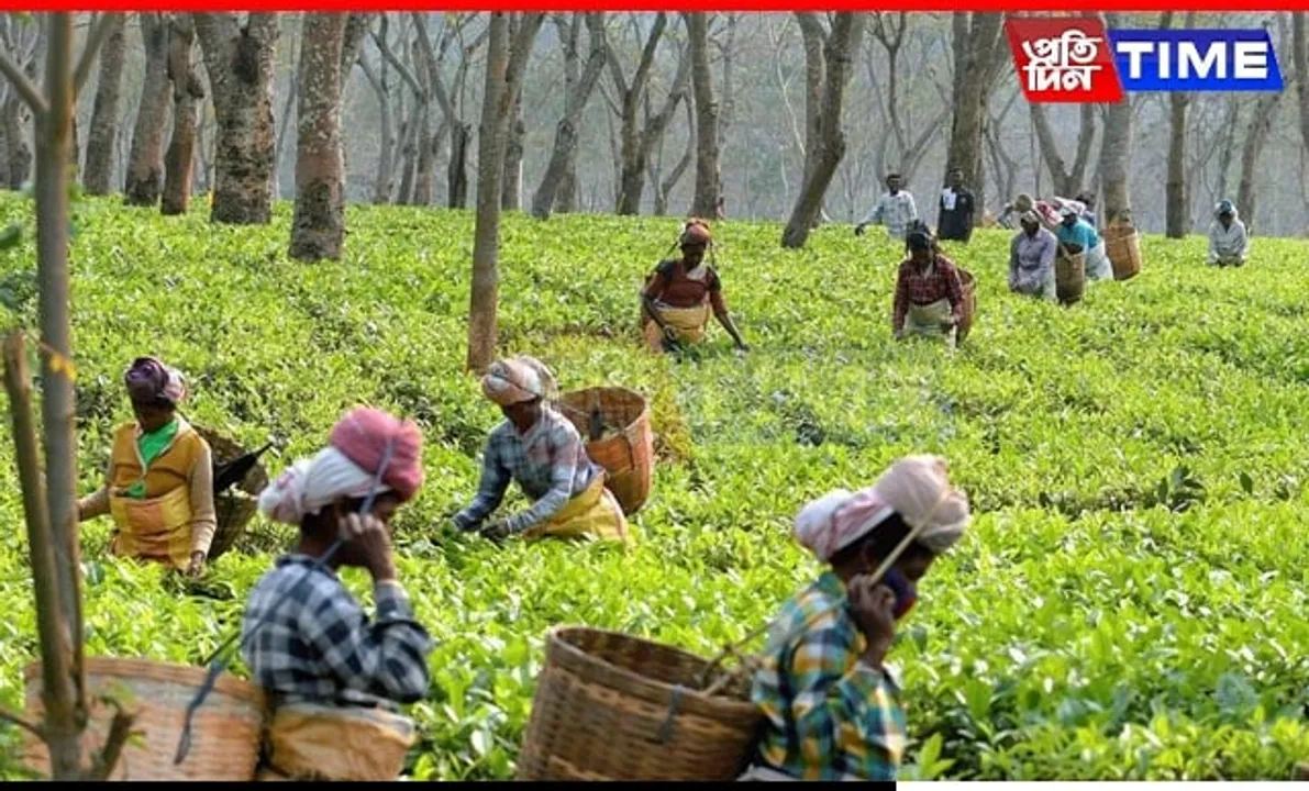 Assam's Tea Industry Faces Crisis Amid Climate Change-Induced Production Losses